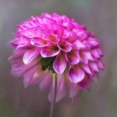 10th Place – Susan Paradise-Burke - “In the Pink” – www.paradisephotography.vistaprintdigital.com