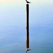 Hon. Mention - John Rickmon - “The Pole are Opposites” – goodcleanliving@gmail.com