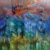 Oakes (1) Img #1  Flora Obscura