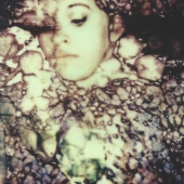 Sullivan-M (1) Img #2  A Honeybee Rebirth v 5.0