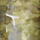 dp-37.-Thalie-B.-Vernet-–-“Evanescence”