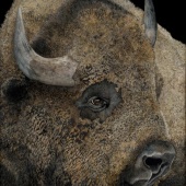 George Ann Johnson – “Pride of the Prairie” - www.gajart.com