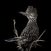 George Ann Johnson – “Strut'N” - www.gajart.com