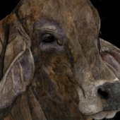 George Ann Johnson – “Sir Brahma” - www.gajart.com