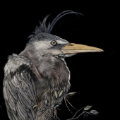 George Ann Johnson – “Night Heron” - www.gajart.com