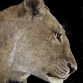 George Ann Johnson – “Lioness Engagement” - www.gajart.com