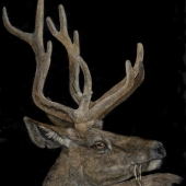 George Ann Johnson – “Night Grazing” - www.gajart.com