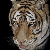 George Ann Johnson – “Jasmine” - www.gajart.com