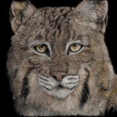 George Ann Johnson – “Envisioning” - www.gajart.com