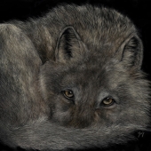 George Ann Johnson – “Moonlight Watcher” - www.gajart.com