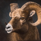 Keri Fisher - “The Ram” - www.kerifisherart.com/