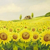 Humber (1) Img #1  Sunshine Fields