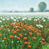 Hyross (1) Img #1 Poppy Flower Field