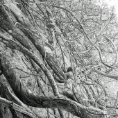 Kvist (1) Img #3 Secret Garden III