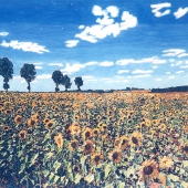 Leicht (1) Img #2 Solar Field