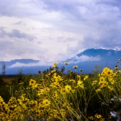 Ray (1) Img #3  Blooming Desert