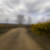 Robinson (1) Img #2  Wandering