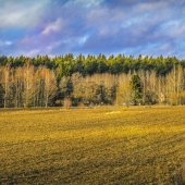 Sohlman (2) Img #1 Field and Sky
