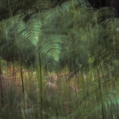 Stephenson-N (2) Img #1 The Otways