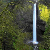 Mink (2) Img #2 Falls