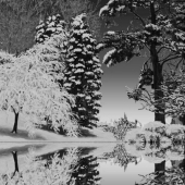 Phillips-D (1) Img #3 After the Flood