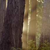 Reti (1) Img #5 Redwood Light