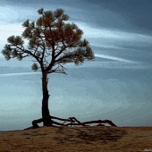 Samwick (2) Img #1 Lone Cottonwood @ Bryce