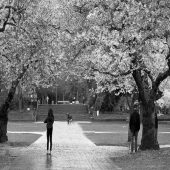 Schnepf (1) Img #1  Cherry Blossoms At The Quad