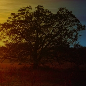 Waxelbaum (1) Img #2 Some May Rise In Somerset