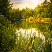 Reflected Glory (on golden pond)