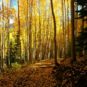 Chappell-K (1) Img #2 Horse Park Gold