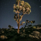 Gill (1) Img #1 J Tree