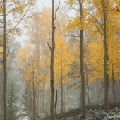 Brightening  the Gloom