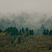 Lewis-T (1) Img #4  Forest Transition Zone