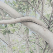 Deborah Perlman - “Banyan Branch 100” – www.artbydperlman.com