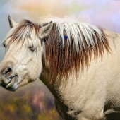 Maureen Ravnik – “The Whimsical One” - www.maureenravnik.crevado.com