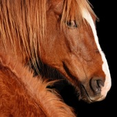 Maureen Ravnik – “The Cagey One” - www.maureenravnik.crevado.com