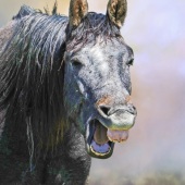 Maureen Ravnik – “The Comedian” - www.maureenravnik.crevado.com