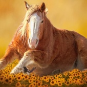 Maureen Ravnik – “The Bird Watcher” - www.maureenravnik.crevado.com