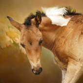 Maureen Ravnik – “The Innocent One” - www.maureenravnik.crevado.com