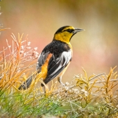 Maureen Ravnik – “A Bullock's Oriole Morning” - www.maureenravnik.crevado.com