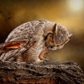 Maureen Ravnik – “Cleaning The Talons” - www.maureenravnik.crevado.com