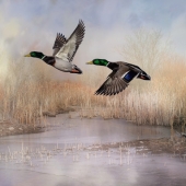 Maureen Ravnik – “Flushing The Drakes” - www.maureenravnik.crevado.com