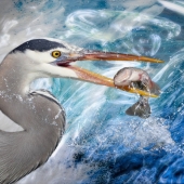 Maureen Ravnik – “Gotcha!” - www.maureenravnik.crevado.com