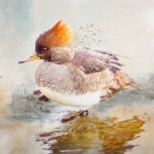 Maureen Ravnik – “Just Ducky” - www.maureenravnik.crevado.com