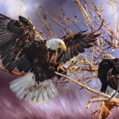 Maureen Ravnik – “Morning Rendevous” - www.maureenravnik.crevado.com