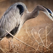 Maureen Ravnik – “The Fish Trap” - www.maureenravnik.crevado.com