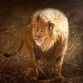 Maureen Ravnik – “The Lion's Garden” - www.maureenravnik.crevado.com