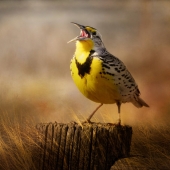 Maureen Ravnik – “The Meadowlark's Song” - www.maureenravnik.crevado.com