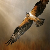 Maureen Ravnik – “Tipping The Light” - www.maureenravnik.crevado.com